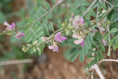 Tephrosia purpurea